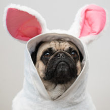 Cute Outfits To Dress Up Your Dog