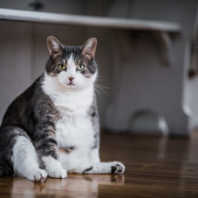 Is Your Cat's Weight A Problem?