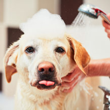 How To Keep Your Pooch In Perfect Condition
