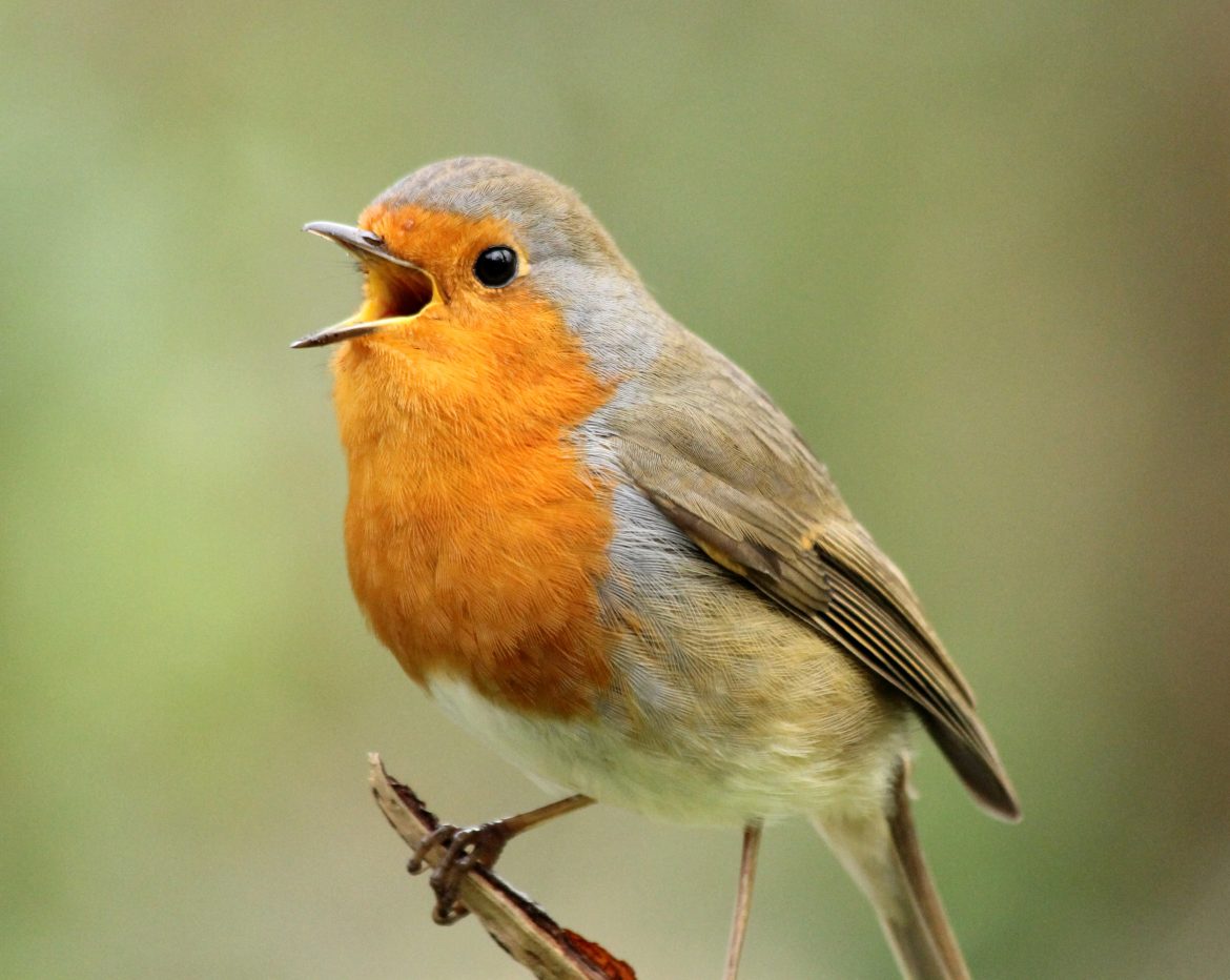 Become a bird-whisperer by making a DIY feeder! Here’s how…