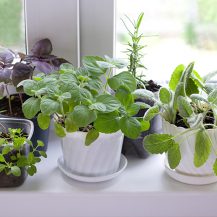 11 Herbs To Grow In Your Kitchen