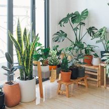 The Great Indoors: Foolproof House Plants For The Reluctant Grower