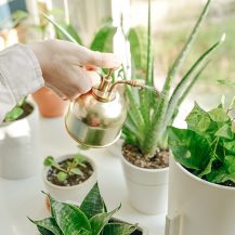 Why Your House Plants Keep Dying And How To Save Them