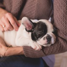 COVID-19 And Your Pets: What You Need To Know