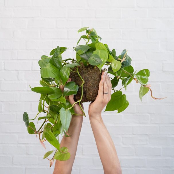 home office updates plant