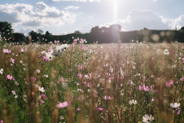 garden day sa delta park cosmos