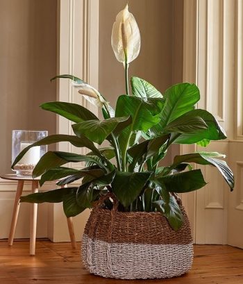 Peace Lilly| Our favourite low-maintenance houseplants