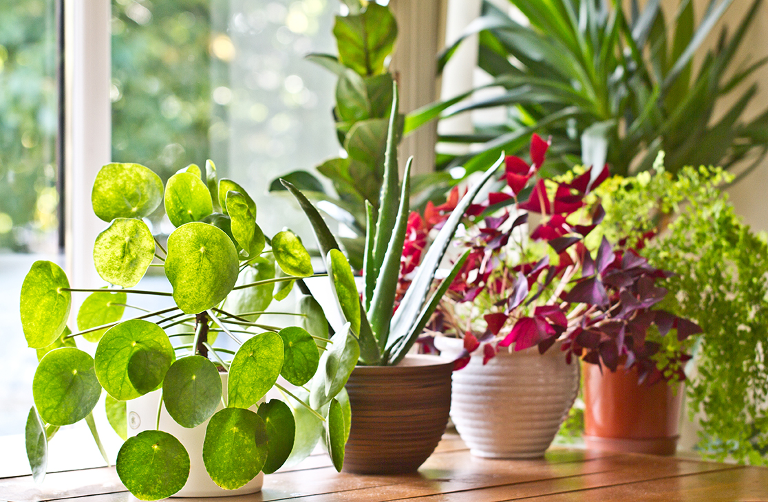 Low-maintenance plants that will spruce up your home – and your health