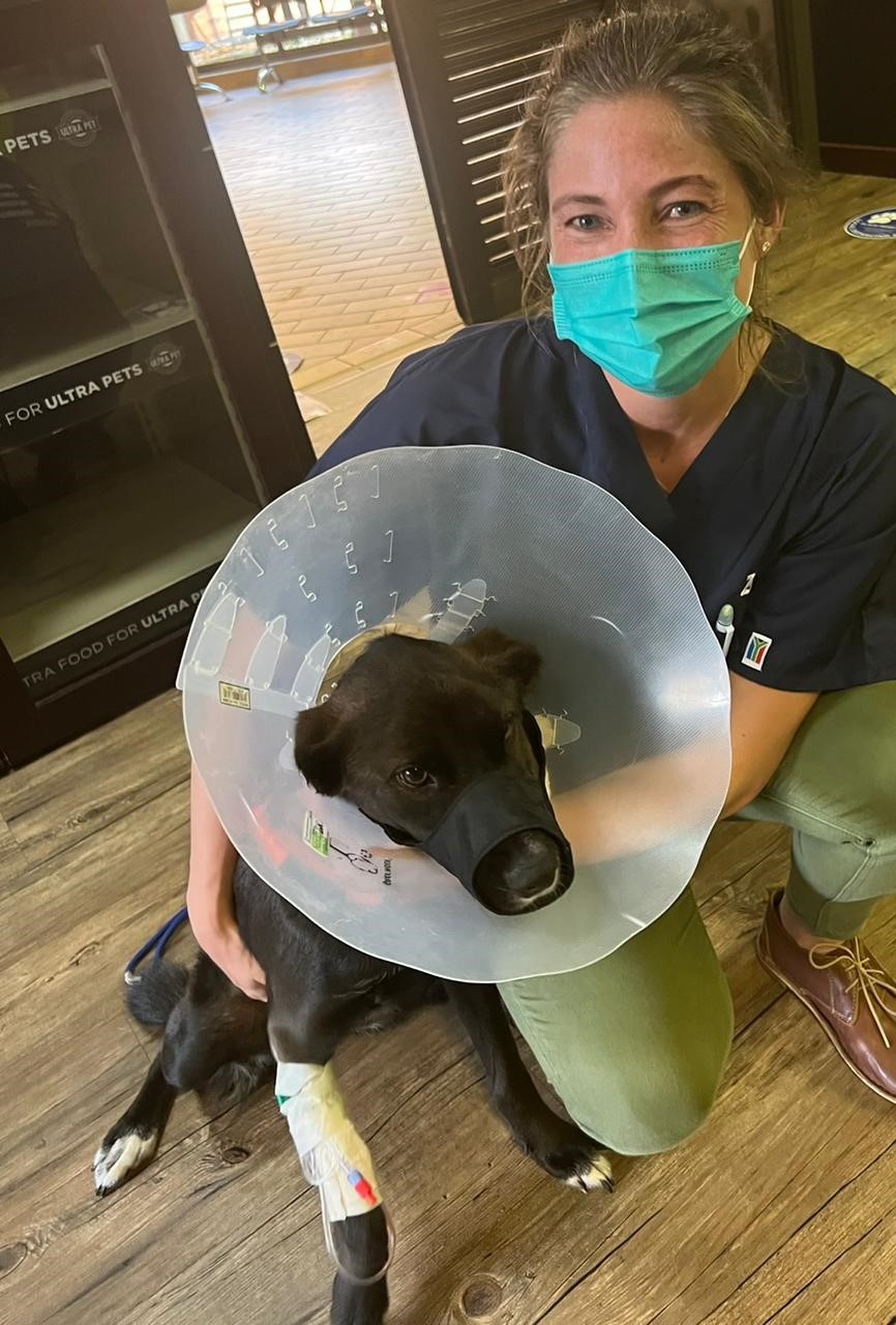dotsure.co.za invests in life-saving surgery for brave canine