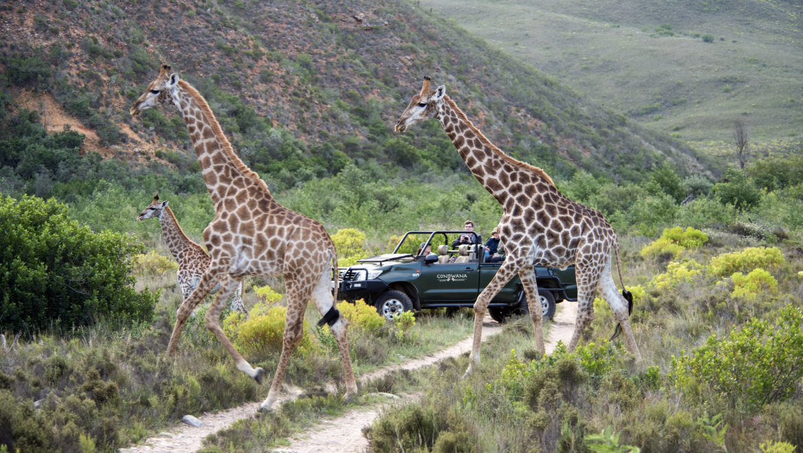 Win a luxury safari holiday for two at Gondwana Private Game Reserve worth R22 000!