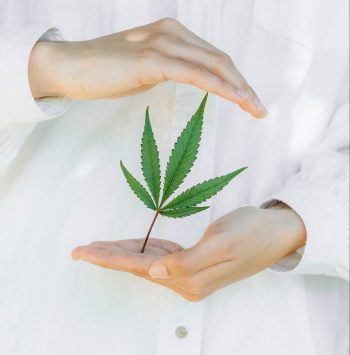 cbd plant leaf and white linen