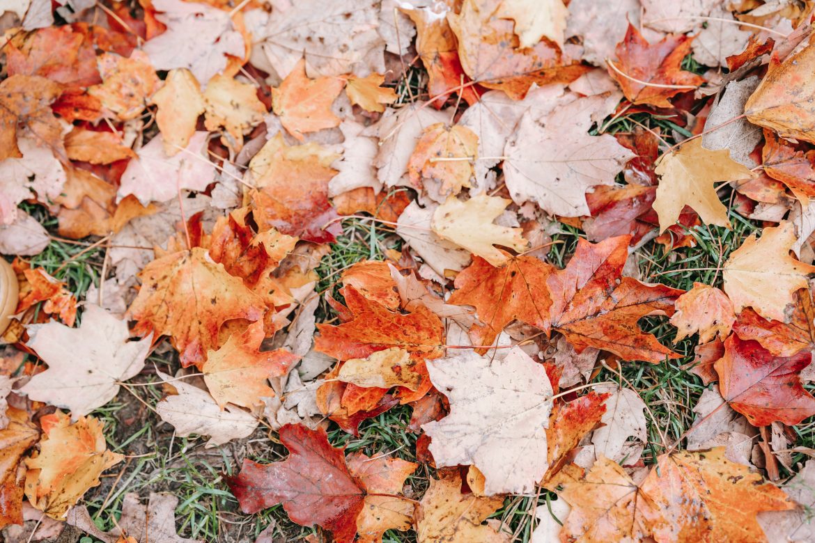 Autumn garden jobs: 5 easy maintenance projects