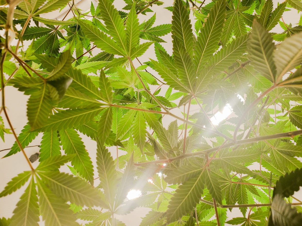 The budding wellness world of CBD explained