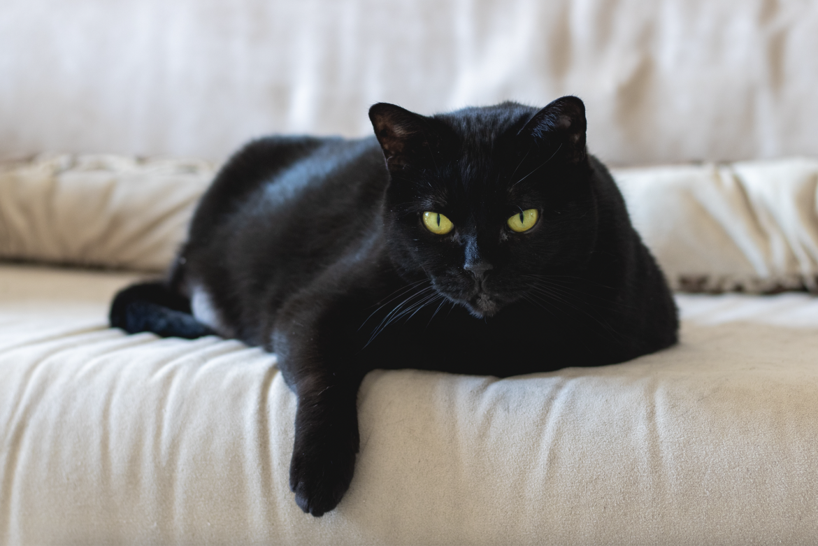 What's with Friday the 13th? | Woman and Home Magazine