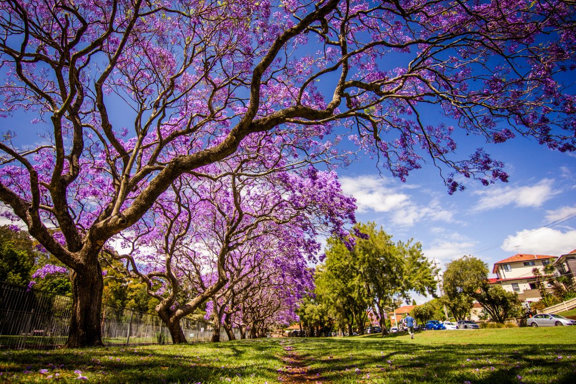 SA features in the top 5 most beautiful streets in the world!