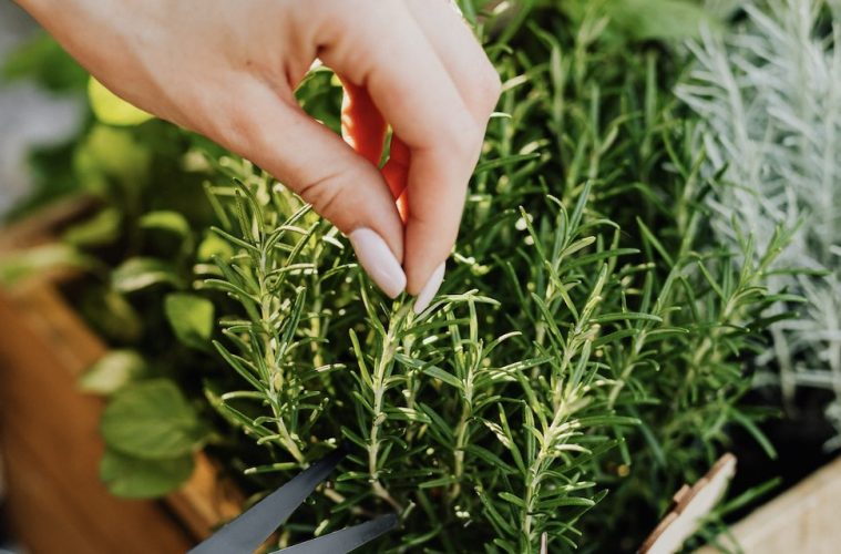 Savoury herbs to pair with sweet desserts