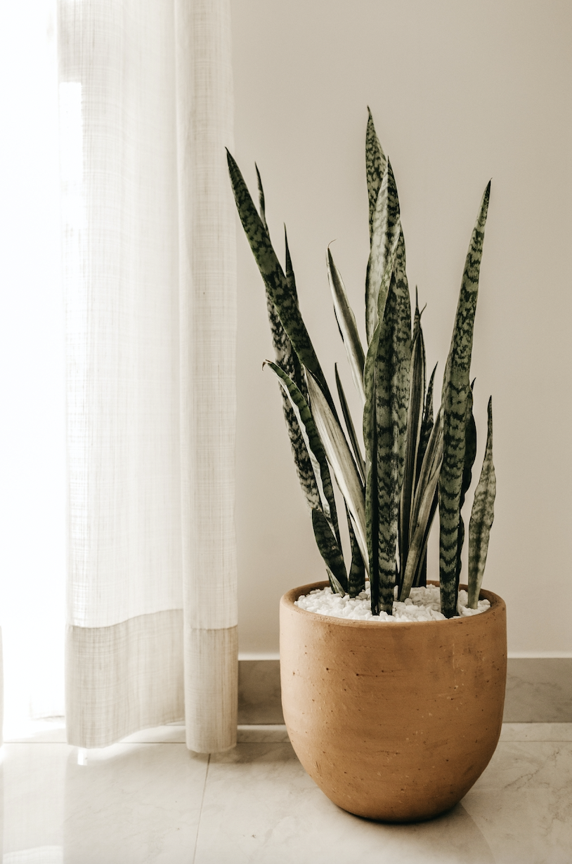 Top 5 low-maintenance houseplants