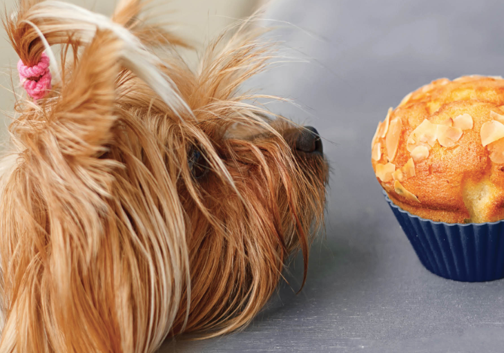 You and your pooch are invited to the doggo high tea at The President Hotel!