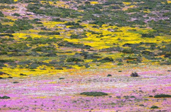 It’s flower season in the Western Cape! Here’s where to visit the blossoms