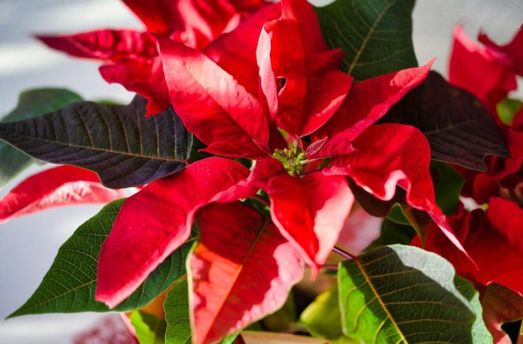 Grow your own fabulous festive poinsettias at home
