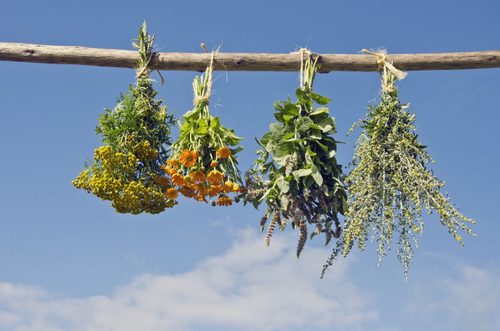 An easy guide to drying your own herbs at home