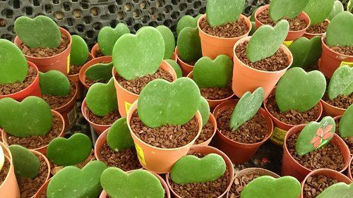 In need of a unique Valentine’s Day gift? Try these 5 heart shaped houseplants