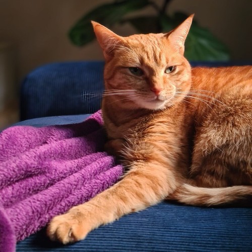 The life of Pi was not in vain – warning labels now being added to lilies