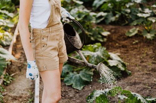 It’s not too late! Here’s how to start your home garden