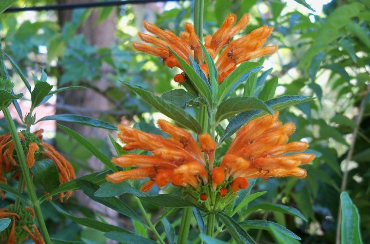 Indigenous plants for a touch of magic in your garden