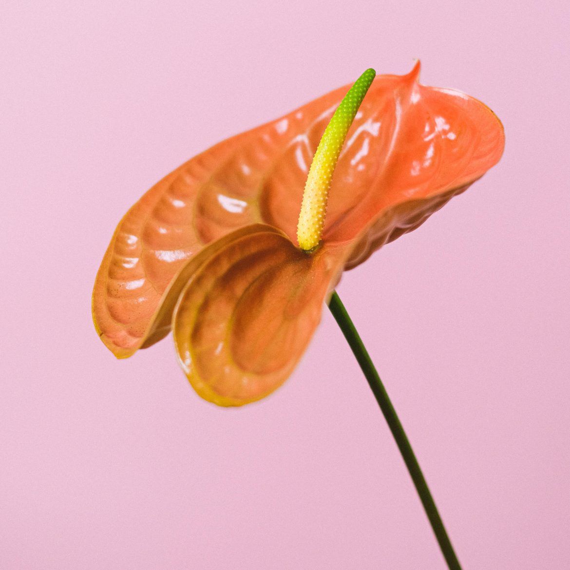 10 gorgeous houseplants to add a pop of colour to your home this autumn
