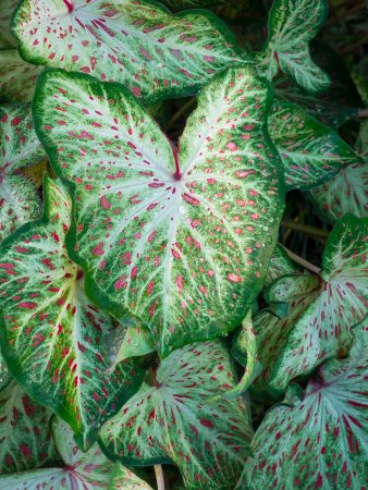 Caladium houseplants