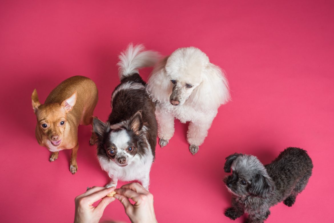 Here’s some easy homemade treats your dogs will go mad for
