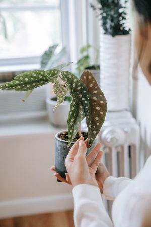 Begonia indoor plant