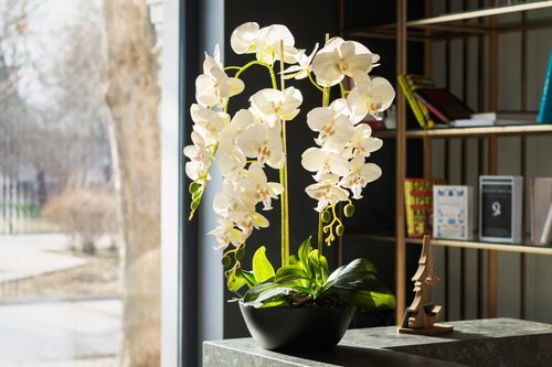 Add liveliness to your space with these inspiring indoor blooms