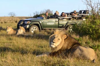 a safari game drive vehicle next to lions
