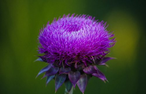 Try milk thistle for these health conditions