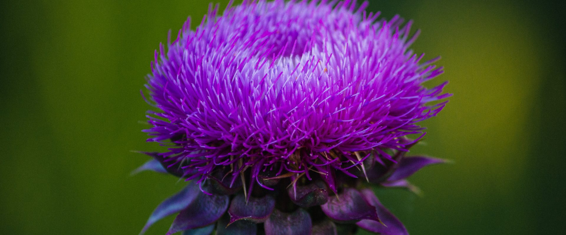 a blooming milk thistle
