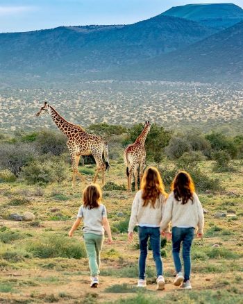 three girls walking towards two giraffes