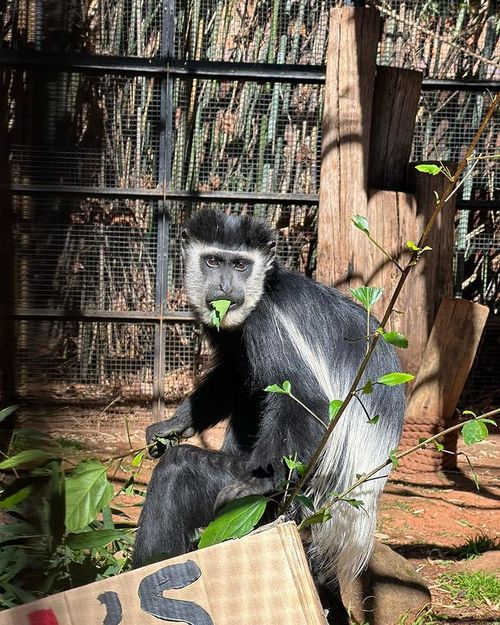 Joburg Zoo calls on donations of certain leaves/branches to feed herbivores