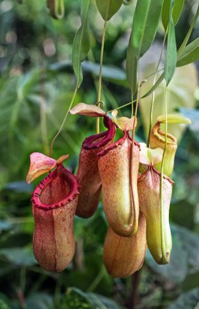 Nepenthes