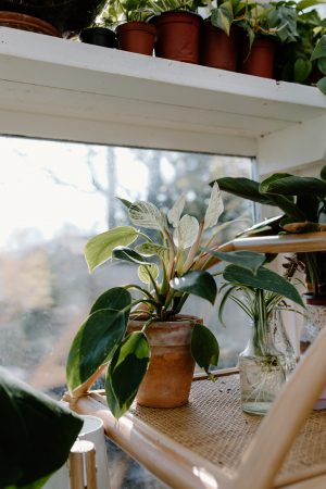a potted philodendron white wizard 