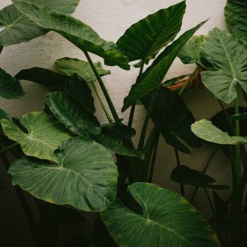 alocasia leaves