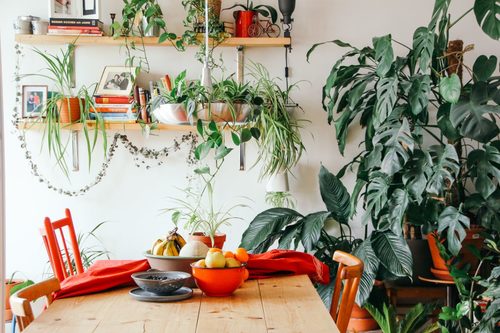 Houseplants worth the splurge