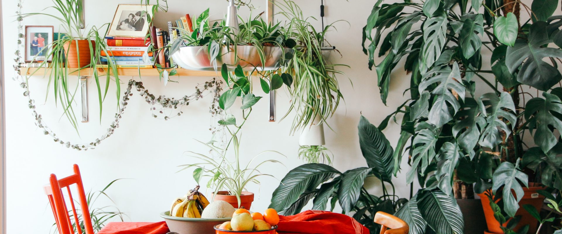 a kitchen decorated with houseplants