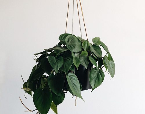 5 Indoor plants that require little to no light