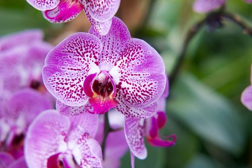 Caring for orchids: tips to ensure beautiful blooms