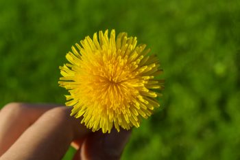 a blooming dandelion