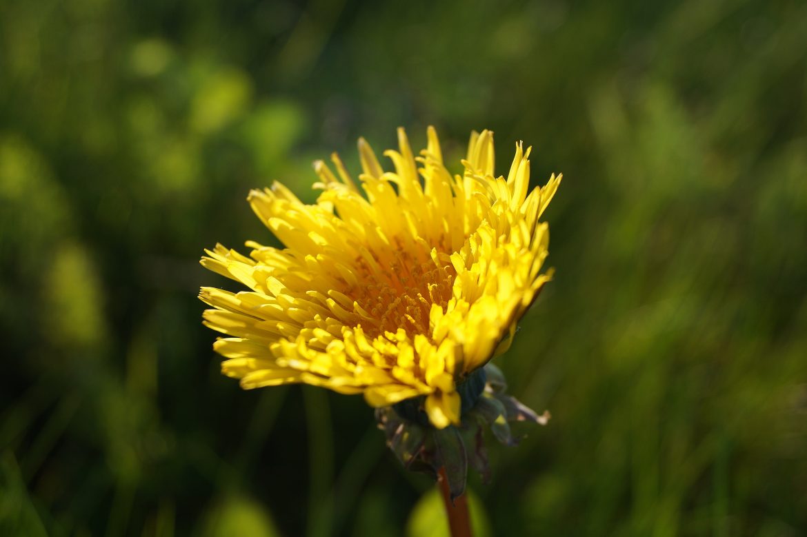 New skincare secret unlocked: why we’re loving Dandelion