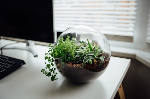 Make your own terrariums with your family in just 5 steps