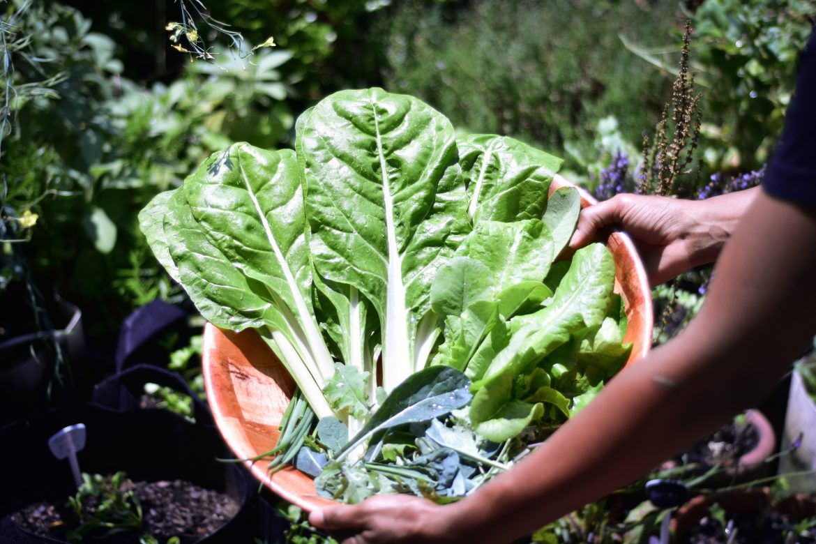 Growing your own veggies is easier than you think